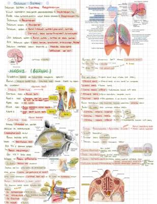 Solunum Sistemi Anatomisi PDF ve 9. Sınıf Notları