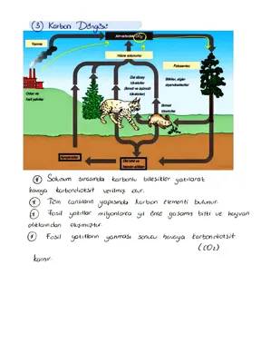 Karbon Döngüsü ve Su Döngüsü Nedir? 10 Yaş İçin Basit Anlatım