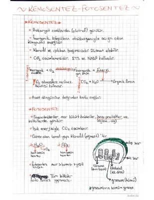 Fotosentez ve Kemosentez Nedir? 12. Sınıf Biyoloji PDF