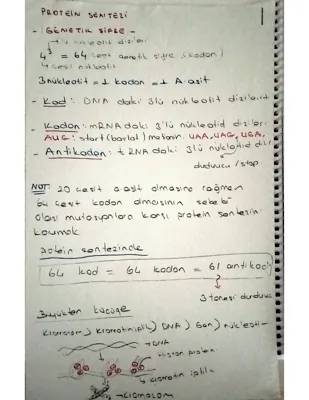 Protein Sentezi Nedir? 12. Sınıf İçin Adım Adım Aşamalar ve Santral Dogma