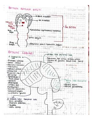 Beynin Lobları ve Görevleri: Frontal, Parietal, Temporal ve Oksipital Loblar