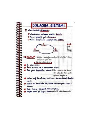 Dolaşım Sistemi: Organları, Görevleri ve 6. Sınıf Proje Ödevi