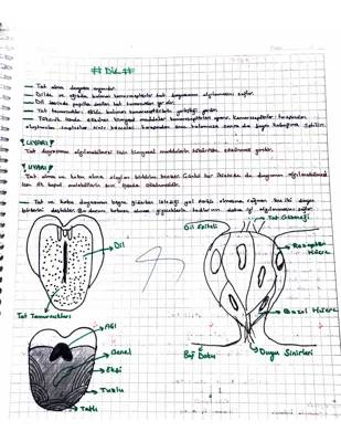 Dilimizdeki Tat Tomurcukları ve Gizemli Tatlar: Umami ve Diğer 5 Tat