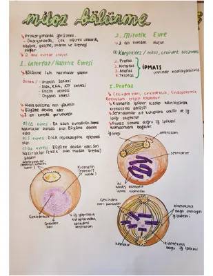 10. Sınıf Mitoz Bölünme Konu Anlatımı ve Özet PDF