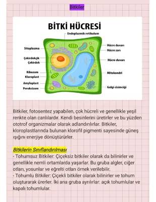 9. Sınıf Biyoloji: Bitkiler Alemi ve Bitki Hücresi Eğlenceli Notlar