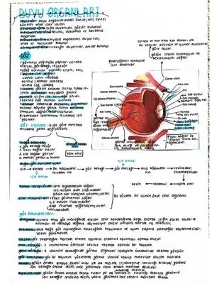 Duyu Organları - 11. Sınıf Özet ve Eğlenceli Testler PDF