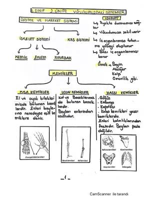 6. Sınıf Fen Bilimleri: Vücudumuzdaki Sistemler ve İskelet Sistemi Özet ve PDF'ler