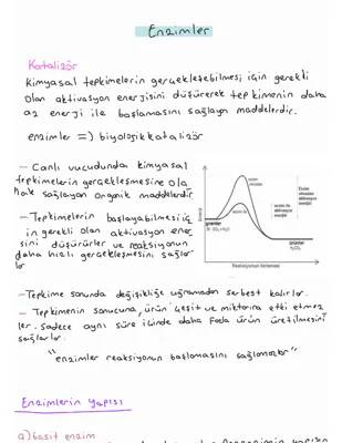 Enzimler ve Enzim-Substrat İlişkisi: Enzim Katalizör Farkı, Enzim Nedir ve Canlılar İçin Önemi
