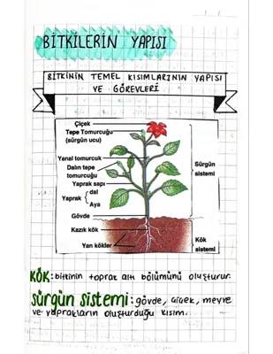 Çiçekli Bitkilerin Kısımları ve Görevleri: 5. Sınıf Proje Görevi İçin Harika Bilgiler