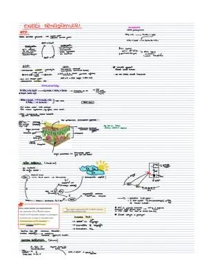 12. Sınıf Biyoloji: Canlılarda Enerji Dönüşümleri ve ATP - Canlılar için PDF Ders Notları