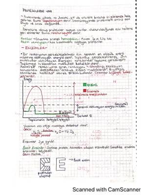 Denatürasyon ve Renatürasyon: Enzimler ve Proteinler Hakkında Öğren