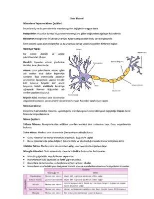 11. Sınıf Biyoloji Sinir Sistemi ve Endokrin Sistem Özet PDF