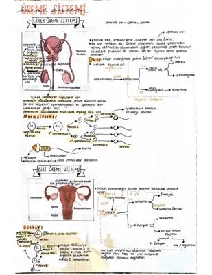 Sperm Nerede Üretilir ve Sağlıklı Sperm Rengi - Çocuklar İçin Üreme Sistemi