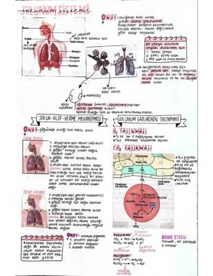 11. Sınıf Solunum ve Boşaltım Notları PDF: Solunum Sistemi ve Boşaltım Hastalıkları Özeti