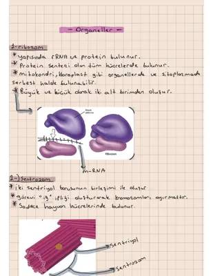 Hücre Organelleri ve Görevleri | 9. Sınıf PDF