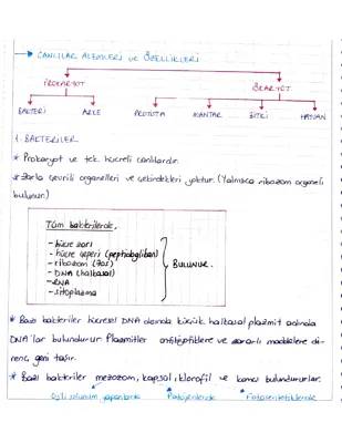 Bakterilerin Beslenmesi ve Üremesi: 9. Sınıf İçin Eğlenceli Bilgiler