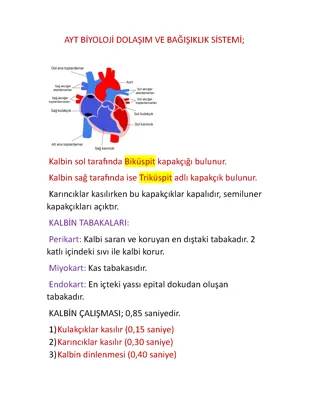 11. Sınıf Biyoloji Dolaşım ve Bağışıklık Sistemi Özet PDF Notları