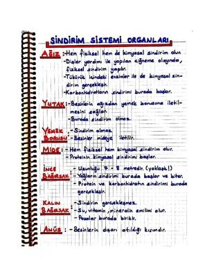 Sindirim Sistemi: Organlar, Görevler ve Hastalıklar