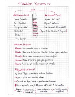 11. Sınıf Biyoloji: Dolaşım Sistemi Özeti ve Notları PDF