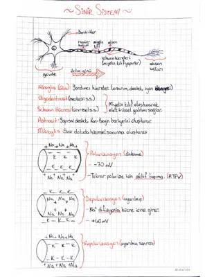 11. Sınıf Biyoloji Sinir Sistemi - Eğlenceli Konu Anlatımı ve Özet PDF