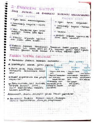 Endokrin ve Sinir Sisteminin Farkları ve Uyumu | 6. Sınıf Endokrin Bezler ve Görevleri