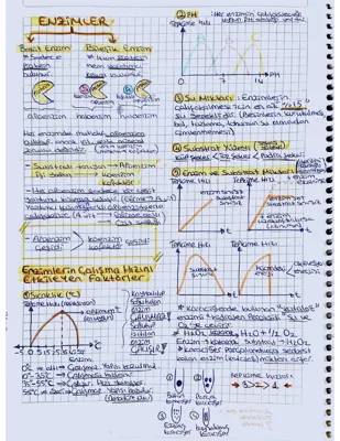 Enzimlerin Çalışmasına Etki Eden Faktörler ve Nükleik Asitler - 9. Sınıf