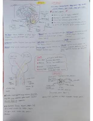 Beynin Bölümleri ve Görevleri: Eğlenceli Beyin Anatomisi