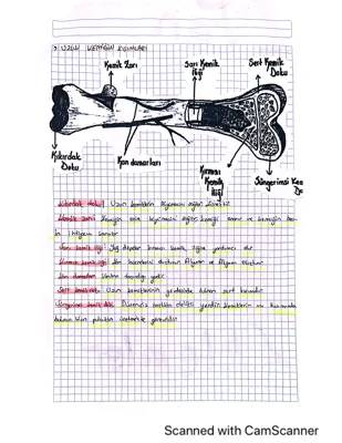 6. Sınıf Destek ve Hareket Sistemi: Proje Ödevleri ve PDF Özeti