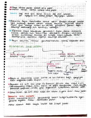 Refleksler ve Sinir Sistemi: Omurilik mi Kontrol Ediyor?