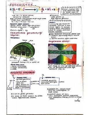 Fotosentez Nedir? 12. Sınıf Biyoloji Notları PDF ile Her Şeyi Öğren!