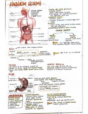 11. Sınıf Biyoloji Sindirim Sistemi Fizyolojisi ve Emilim Notları PDF | Sindirim ve Dolaşım Sistemleri Özet