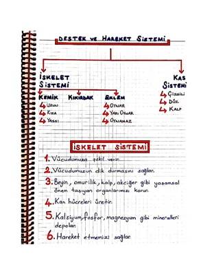 Vücut İskeleti ve Destek Hareket Sistemi: 6. ve 11. Sınıf Özetleri ve Proje Ödevi