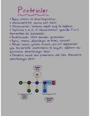 Proteinlerin Yapısı ve Özellikleri: Eğlenceli Bir Keşif