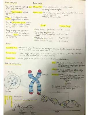 8. Sınıf İklim ve Hava Olayları Konu Özeti ve DNA Genetik Kod Pdf