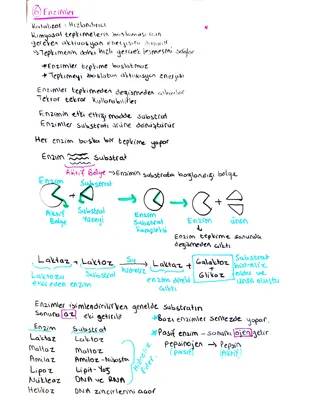 9. Sınıf Biyoloji: Enzimler Kısa Özet PDF ve Enzimlerin Özellikleri