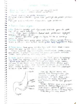 Sindirim Sistemi: Organlar, Görevleri ve Kimyasal Sindirim