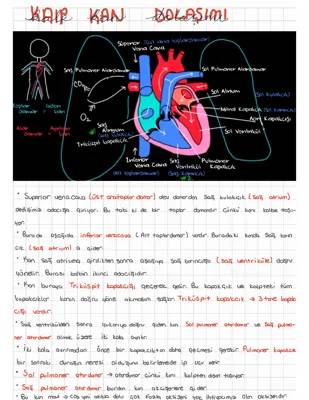 Eğlenceli Dolaşım Sistemi: Özet ve PDF İndir