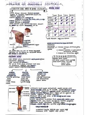 Destek ve Hareket Sistemi Notları - 11. ve 6. Sınıf PDF