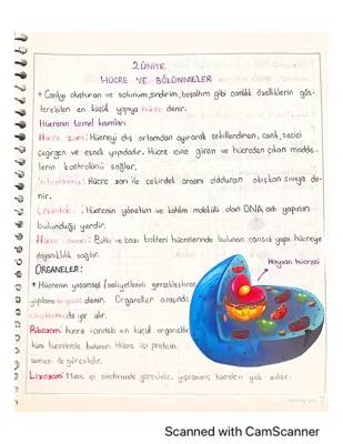 7. Sınıf Hücre ve Bölünmeler Konu Özeti PDF ve Çalışma Kağıdı