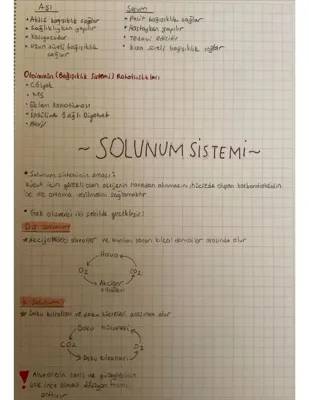 Solunum Sistemi: Organlar ve Görevleri, İç ve Dış Solunum Nedir?