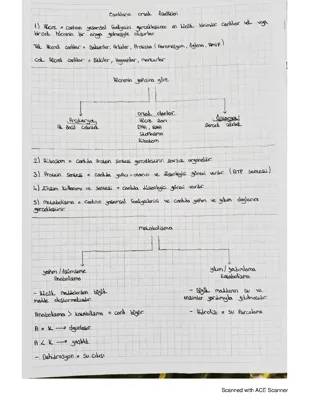 3. Sınıf Canlıların Ortak Özellikleri Nelerdir?