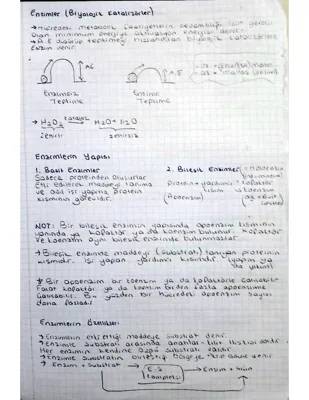 9. Sınıfta Enzimler: Kullanım Alanları ve Özellikleri