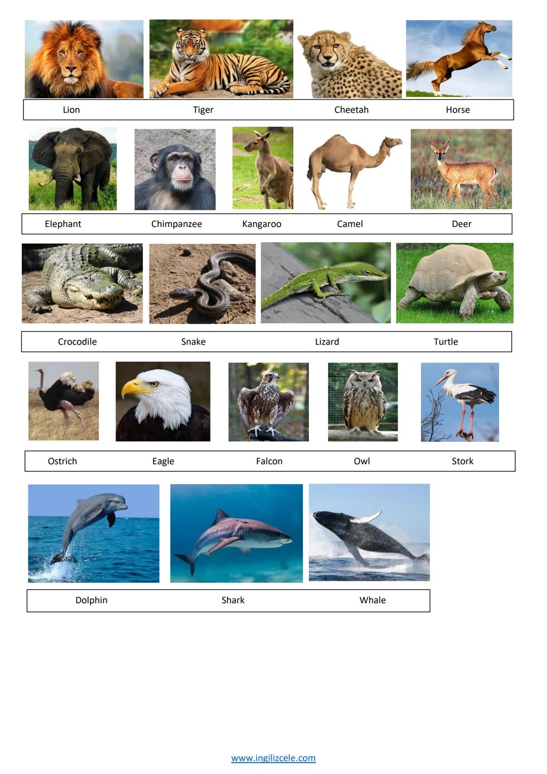 Unit 4-WILD ANIMALS

VOCABULARY

Wildlife: Vahşi yaşam
Wild animals: Vahşi hayvanlar
Cold-blooded animals: Soğukkanlı hayvanlar
Warm-blooded