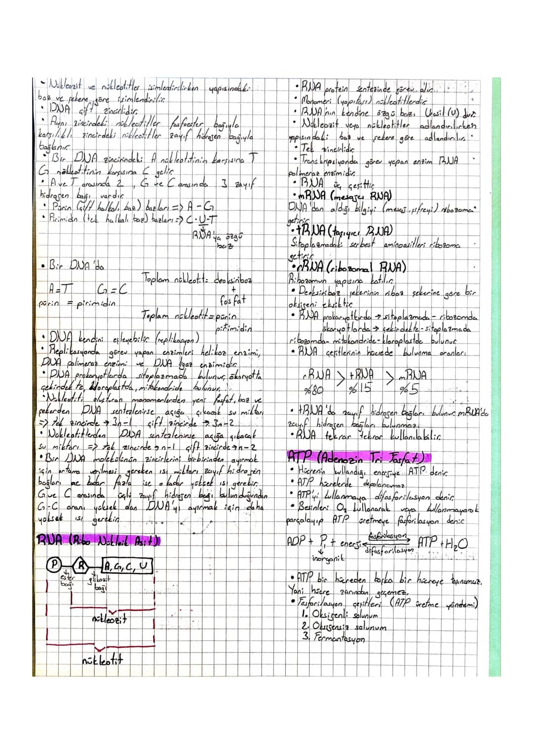 Biyolosi UNITE
1. Hitresel Hape
L
1
Yapısına göre hiere çeşitleri
ve zarli arganelleri
prokaryot hücre çekirdeği olmayan hücrelerdir.
basit
