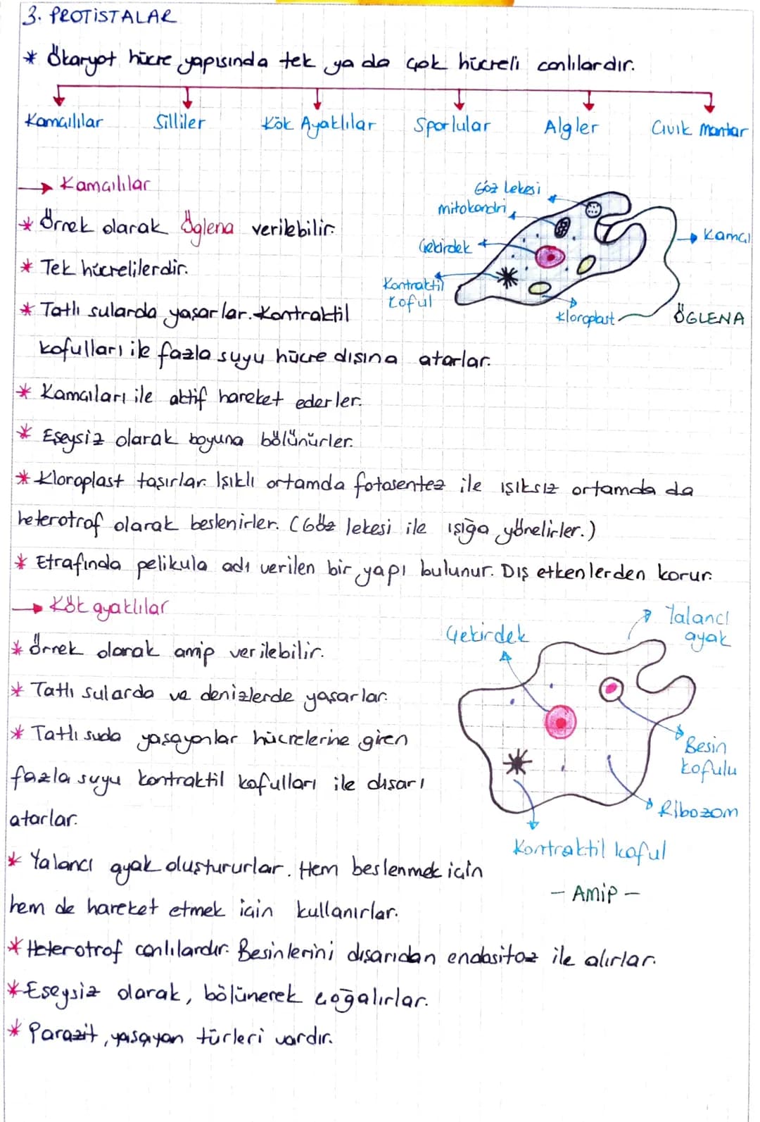 3. PROTISTALAR.
* Ökaryot hücre yapısında tek ya da çok hücreli canlılardır.
Kamalılar
Silliler
Kök Ayaklılar
Sporlular
Algler
Civik mantar
