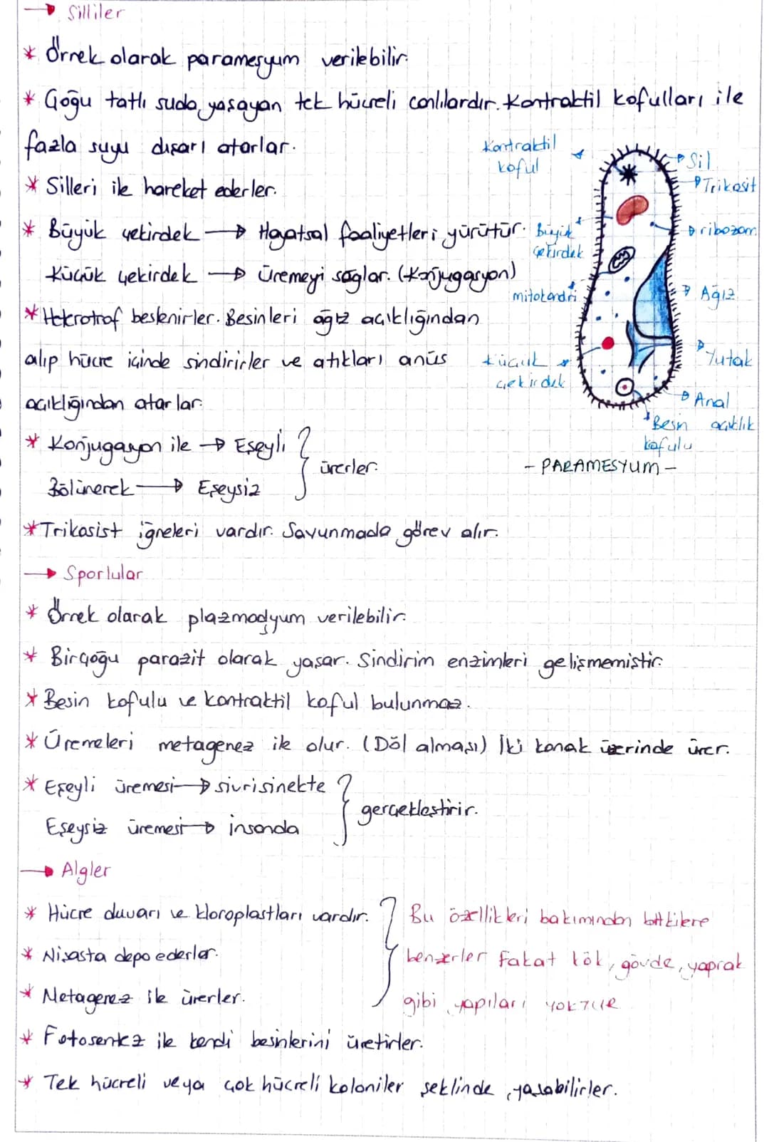 3. PROTISTALAR.
* Ökaryot hücre yapısında tek ya da çok hücreli canlılardır.
Kamalılar
Silliler
Kök Ayaklılar
Sporlular
Algler
Civik mantar
