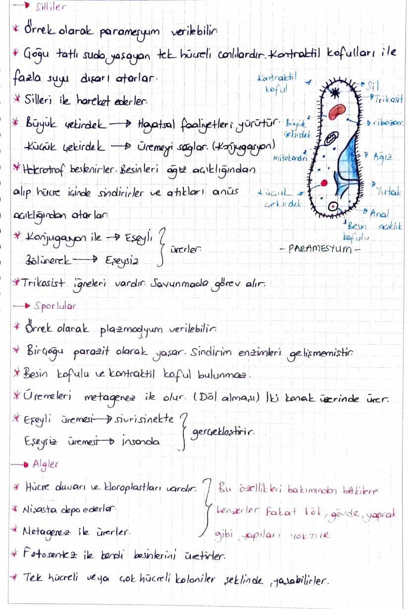 3. PROTISTALAR.
* Ökaryot hücre yapısında tek ya da çok hücreli canlılardır.
Kamalılar
Silliler
Kök Ayaklılar
Sporlular
Algler
Civik mantar
