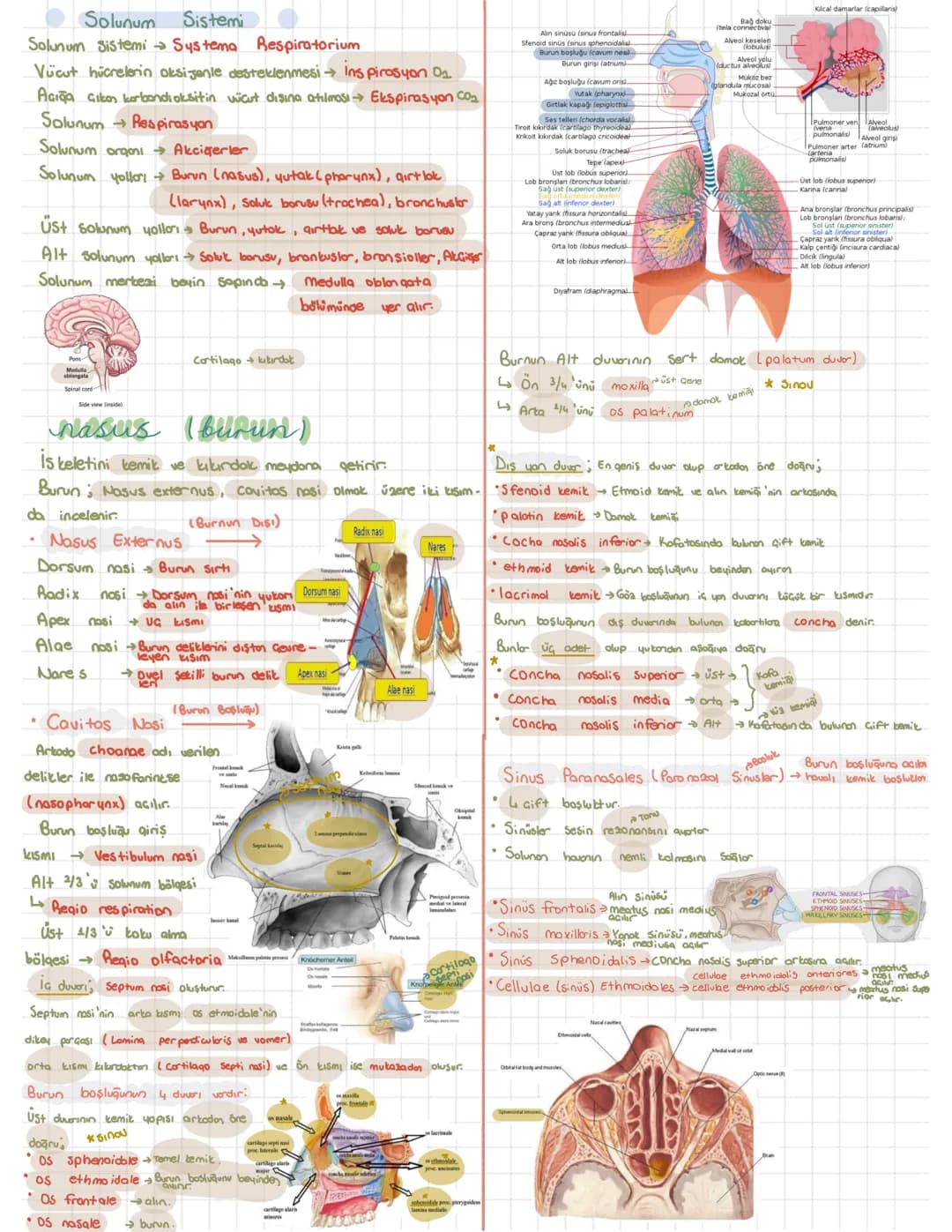 Solunum Sistemi Anatomisi PDF ve 9. Sınıf Notları