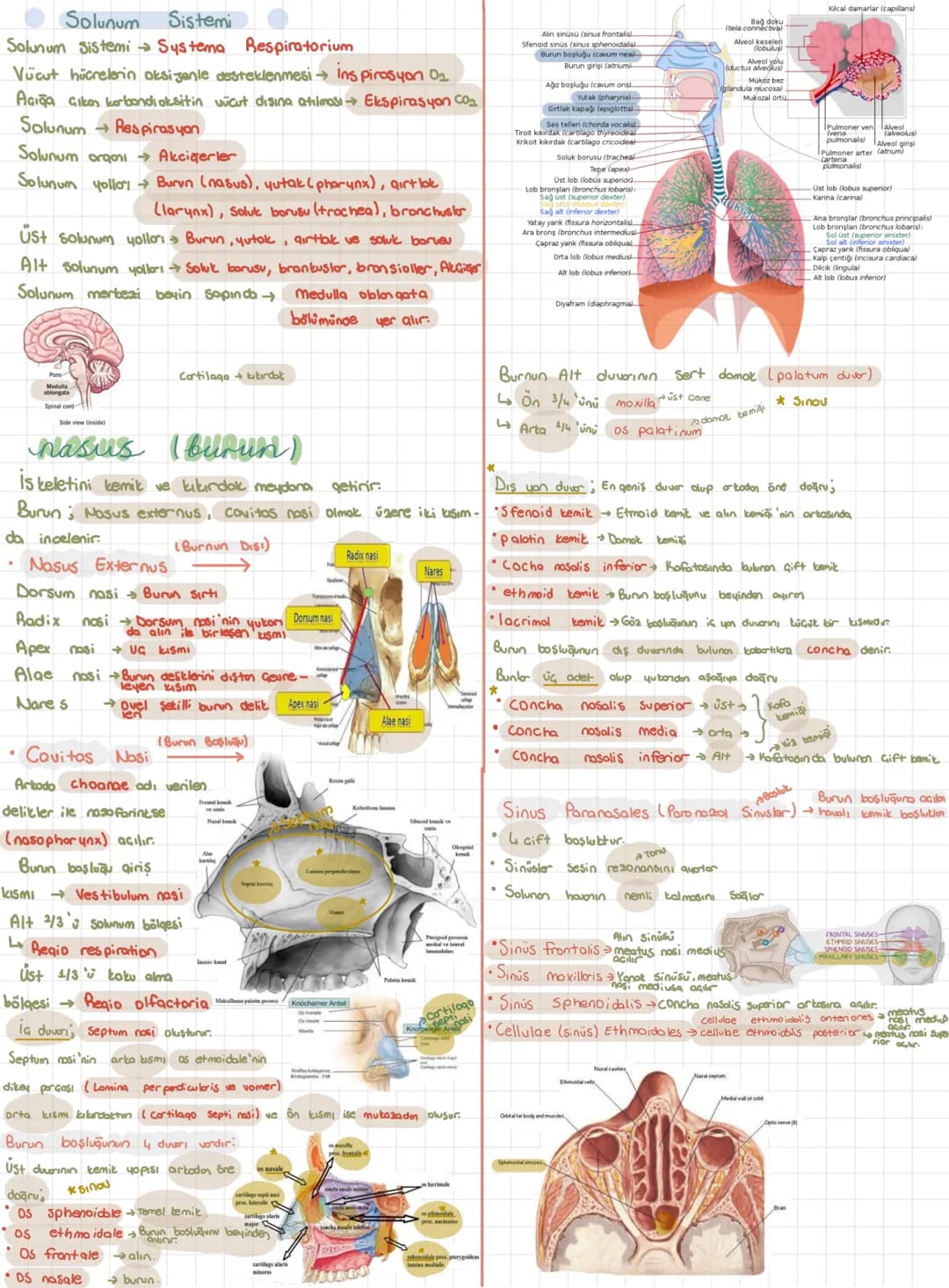 Kilcal damarlar (capillaris)
Solunum
Solunum Sistemi
Sistemi
Systema Respiratorium
Vücut hücrelerin oksijenle desteklenmesi → Inspirasyon O₂