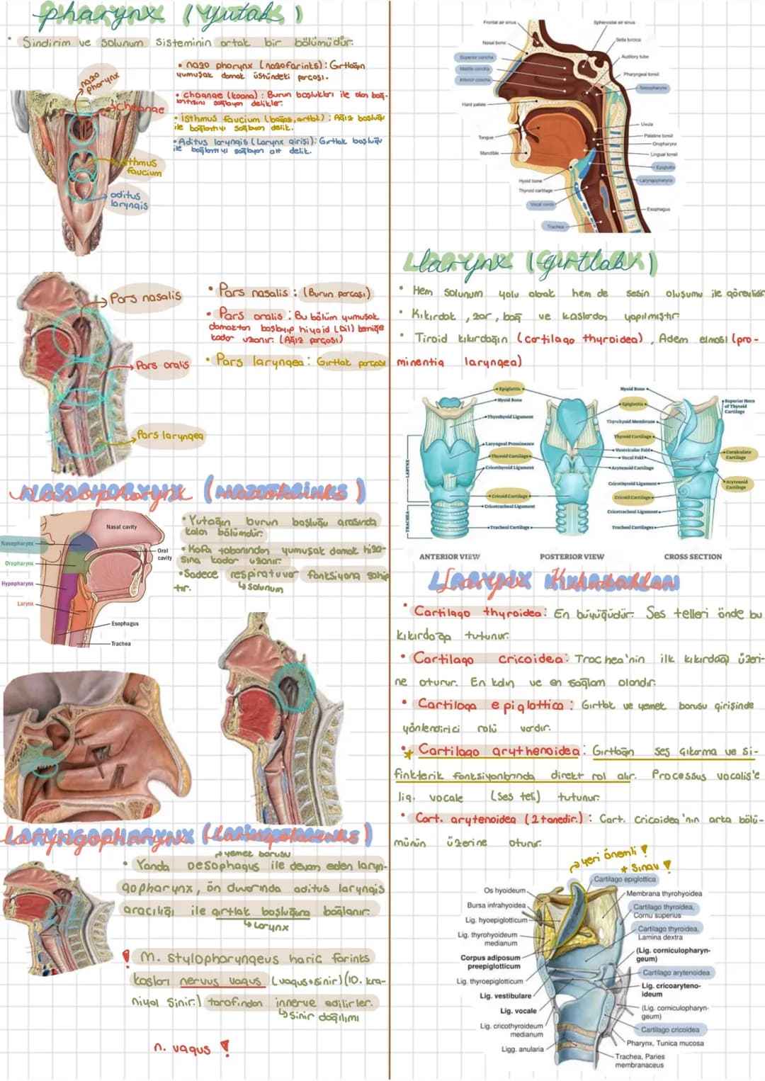 Kilcal damarlar (capillaris)
Solunum
Solunum Sistemi
Sistemi
Systema Respiratorium
Vücut hücrelerin oksijenle desteklenmesi → Inspirasyon O₂